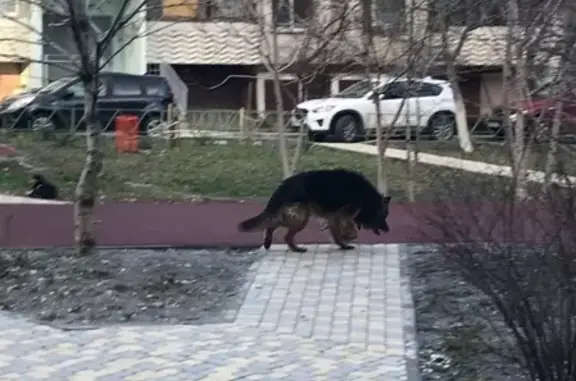 Найдена собака в Новороссийске: Анна Горелова, VK: anna_phi_phi