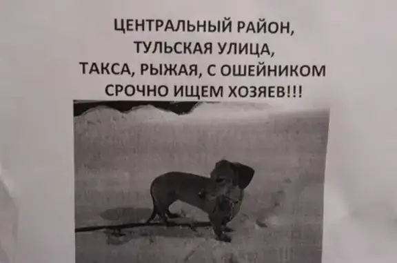 Собака такса найдена на Тульской улице, СПб.