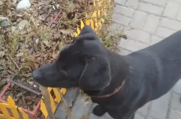 Пропала собака Черныш возле 1 гор. больницы г. Воскресенск, МО