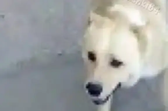 Пропала собака в Саратове, район 9-10 Дачная.