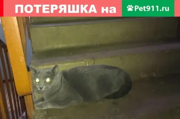 Найдена кошка на Архангельском проезде, дом 7а