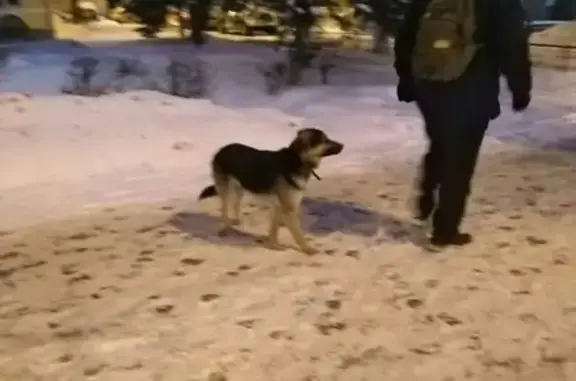 Найдена потерявшаяся собака в Твери, ищем хозяина!