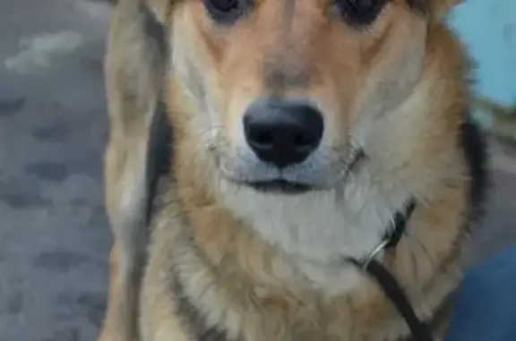 Пропала собака в Мурманске на ул. Ломоносова, 13. СРОЧНО НУЖНА ПОМОЩЬ!