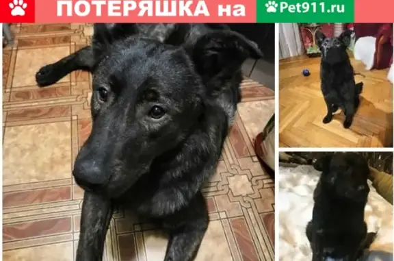 Найден пёс в Москве, ЮВАО