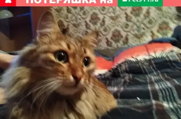 Найдена кошка в Иваново, р-н Суворова.