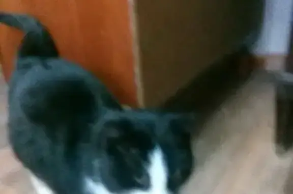 Найден кот в Оренбурге, ищут хозяев.