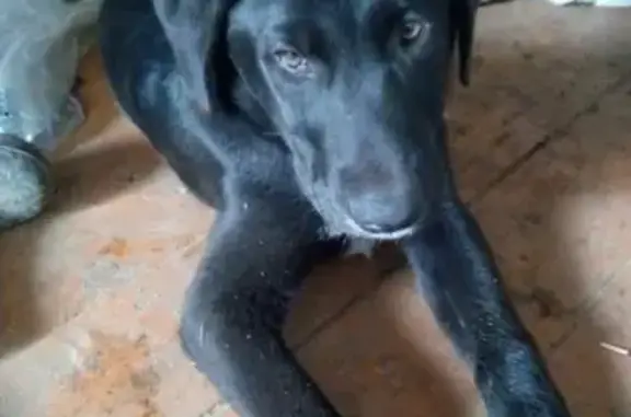 Пропала собака Жорик, черный лабрадор с белой шейкой, адрес: Малоярославец.
