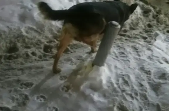 Найдена собака на ул. Чернышевского, г. Серпухов