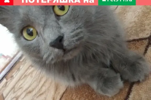 Пропала кошка Стася в п. Сарс, Пермский край