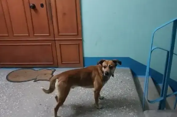 Найдена собака в Мурманске, нужен хозяин