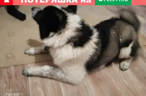 Найдена собака в Сызрани с ошейником