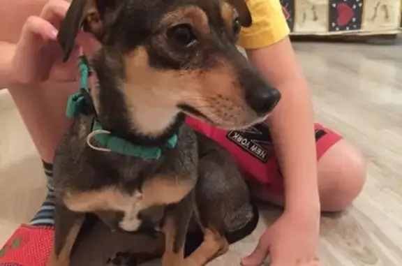 Найдена собака, Калининград, фото: Найдена собака на ул. Добролюбова