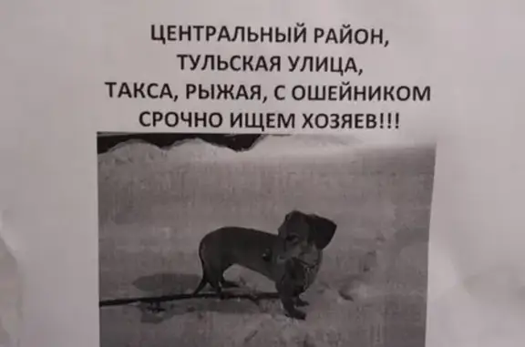 Собака найдена в Санкт-Петербурге