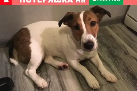 Пропала собака Оливия в Клине, МО