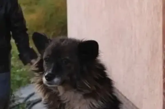 Пропала собака Каштанка в Краснодаре на Институтской улице