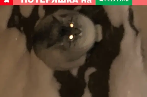 Найден кот в Черниковке, Уфа