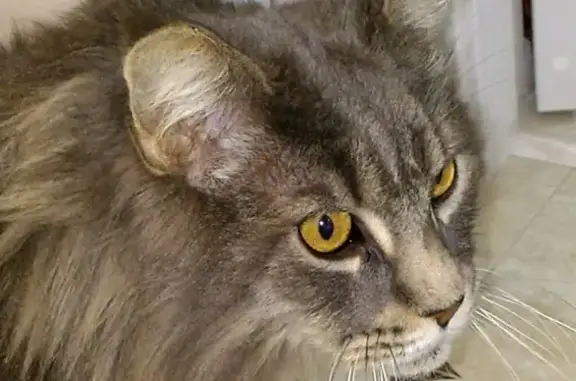 Найдена кошка Мейн кун в Анапе