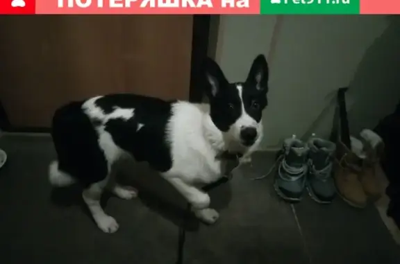 Найдена собака на ул. Надежды Сусловой в Н.Новгороде
