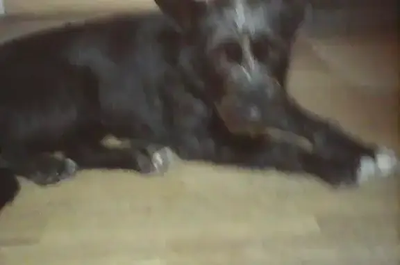 Найдена собака в Рязани, откликается на кличку Жулька.