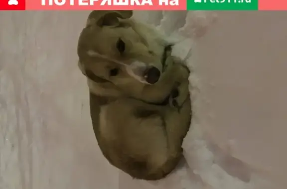 Найдена игривая собака с ошейником в Коломне