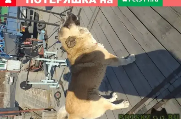 Найдена собака во Владивостоке 17 января 2019 года