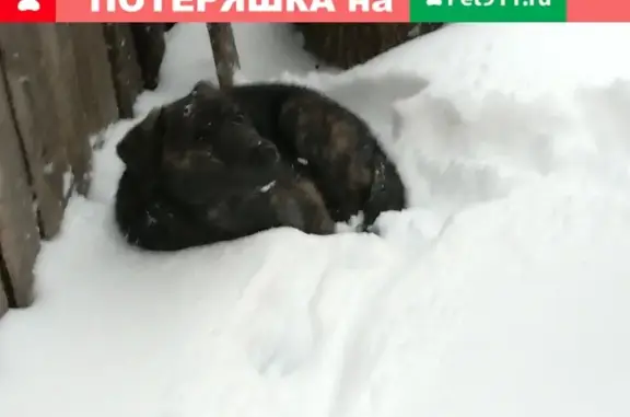 Найдена собака на Юбилейной ул. в Н.Новгороде (д.20)
