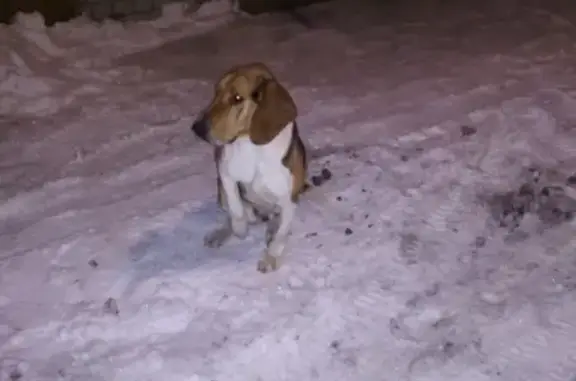 Найдена собака в Заводском районе, ул. Южно-Зеленая, 18.01.