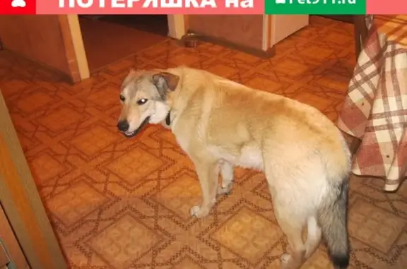 Найдена молодая собака в Одинцово