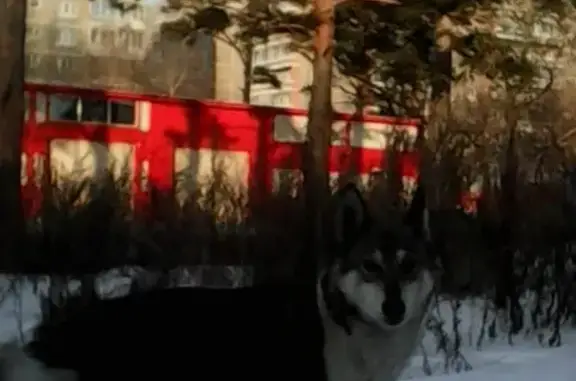 Найдена молодая собака на Второчермете, Екатеринбург