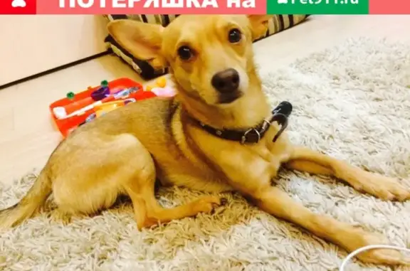 Пропала собака Дигер на ул. Болейко, Челябинск