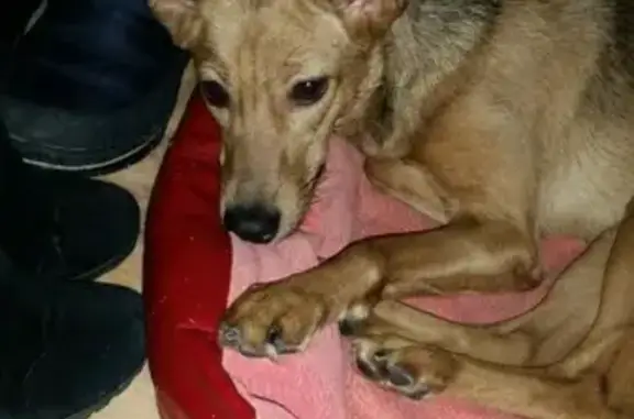 Найдена собака на Бульвар-Строителей 16 в Кемерово