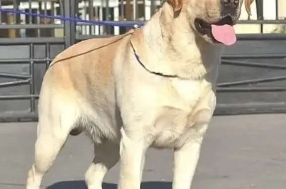 Пропала собака в Бузулуке, помогите найти!