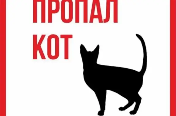 Пропал черный кот в г. Лобня, Моск. обл. (адрес: ул. Ленина д. 14)