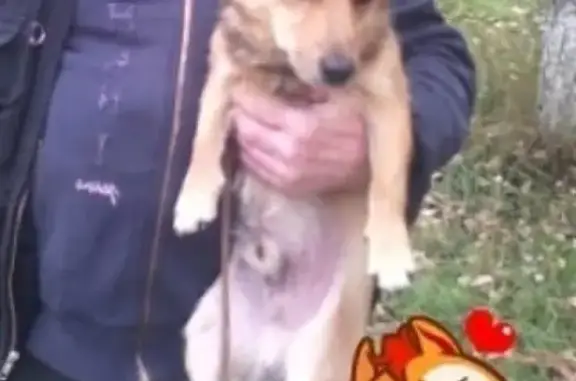 Собаки потеряшки, посёлок Старопышминск, фото: Потеряшка собака 