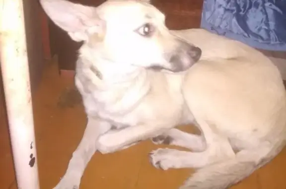 Найдена собака в районе 32 школы, Ангарск