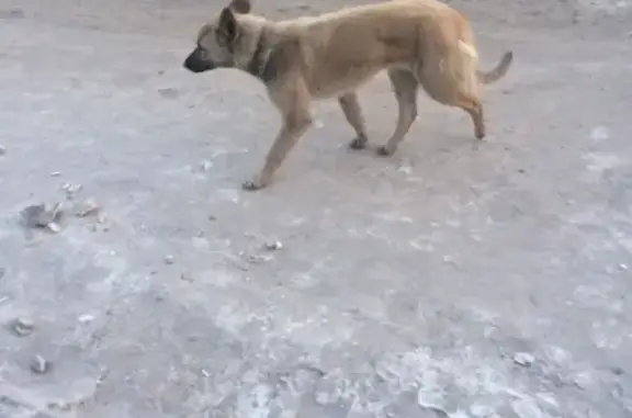 Собака на остановке в Северном ищет хозяина
