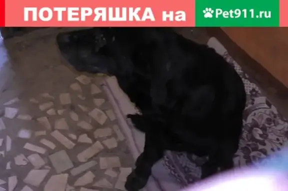 Найдена собака в Тамбове без хозяина