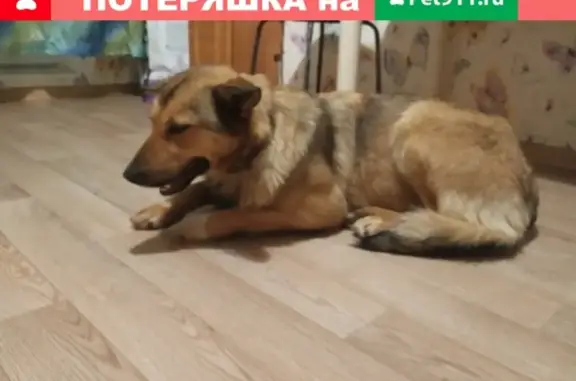 Найдена собака в Железнодорожном МО, Центр-2!