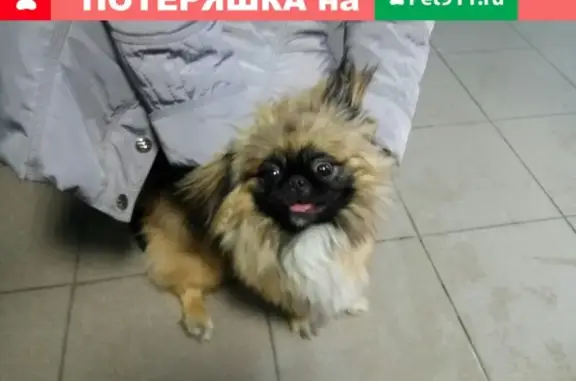 Собака потеряна: Российская улица, Пенза