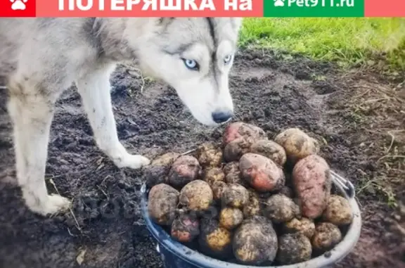 Пропала собака в посёлке Садовый, Новосибирская область.