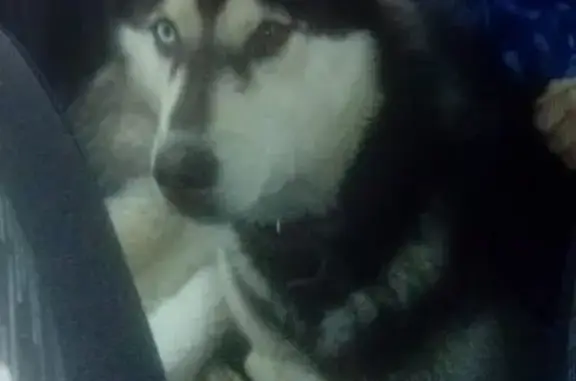 Пропала собака ЛОКИ в Нягани, Россия