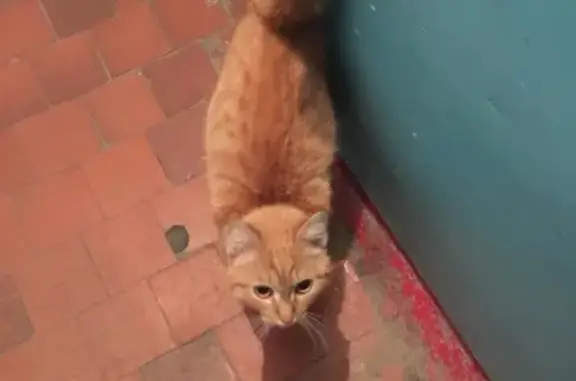 Найден рыжий кот на Московском 13!