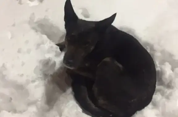 Найдена собака в СПб, Невский район