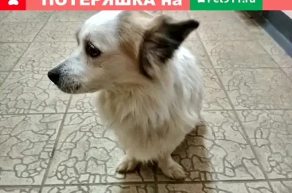 Найден пёс на Октябрьском пр.212, ищем хозяина!