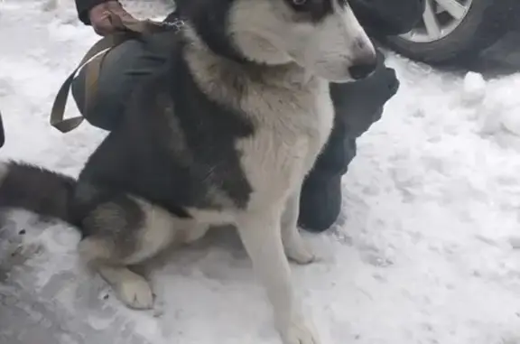 Пропала собака хаски в Александровке, нужна помощь