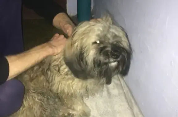 Найдена ласковая собака в Симферополе, р-н 7г больницы