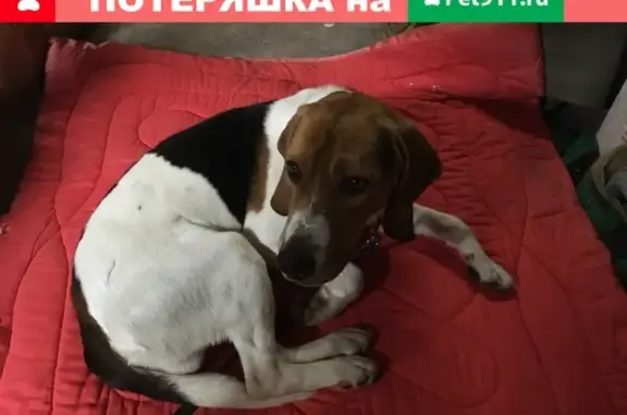 Найдена собака в пос. Радужный, Россия