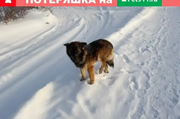 Потеряшка собака на ул. Магнитной, Магнитогорск