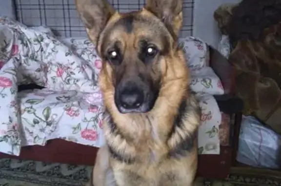 Пропала собака Байкал в Барнауле!