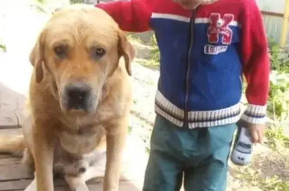 Собаки потеряшки, село Большое Афанасово, фото: Потеряшка собака в посёлке Афанасово, нужна помощь!